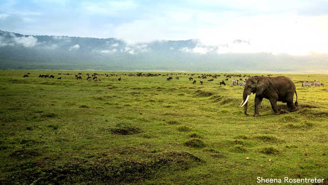 Elephant at Ngorongoro Crater - Sheena Rosentreter Elephant at Ngorongoro Crater - Sheena Rosentreter