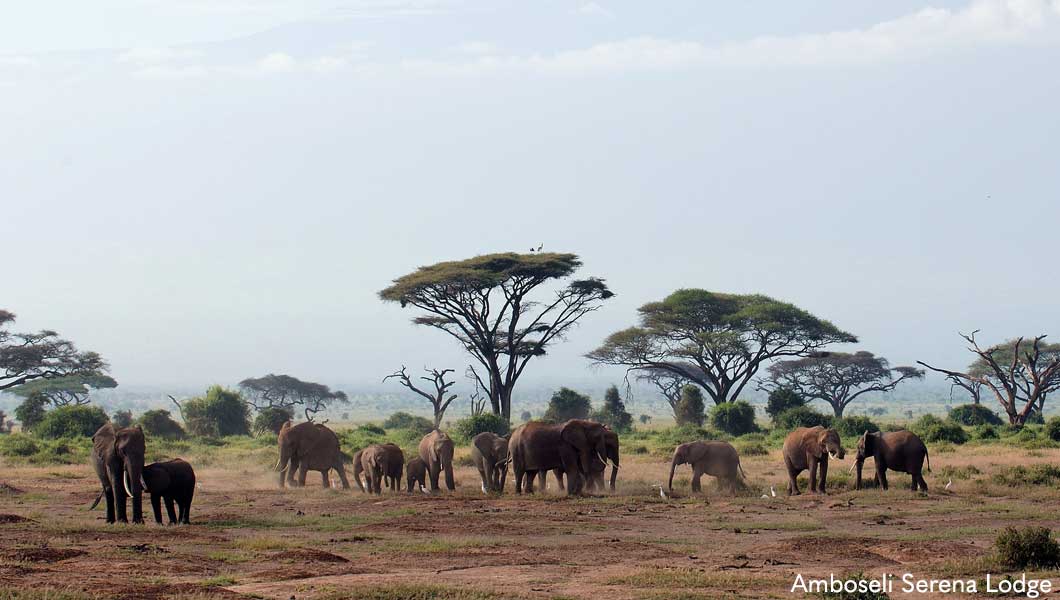 Elephants at Ngorongoro Crater - Amboseli Serena Lodge