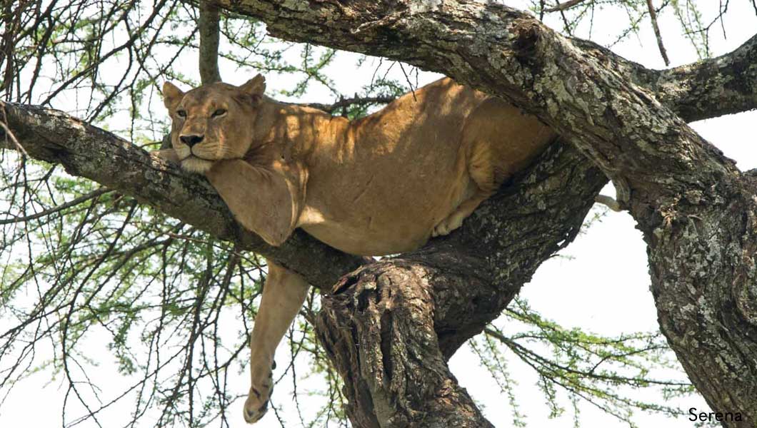 Tree Climbing Lion - Serena