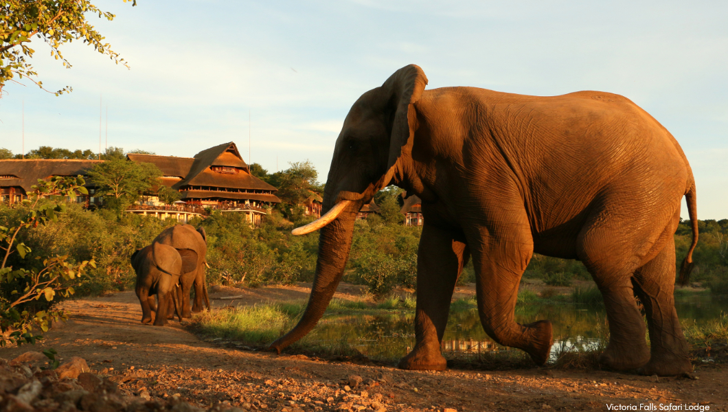 Elephant-Victoria-Falls-Safari-Lodge