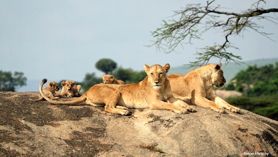 Lion Pride Lion Pride