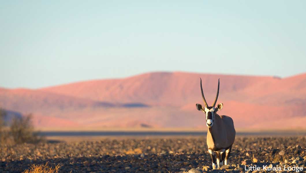 Oryx at Little Kulala