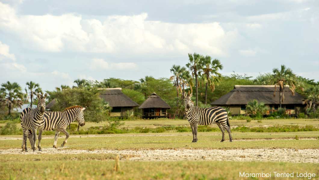 Zebras at Maramboi Tented Lodge