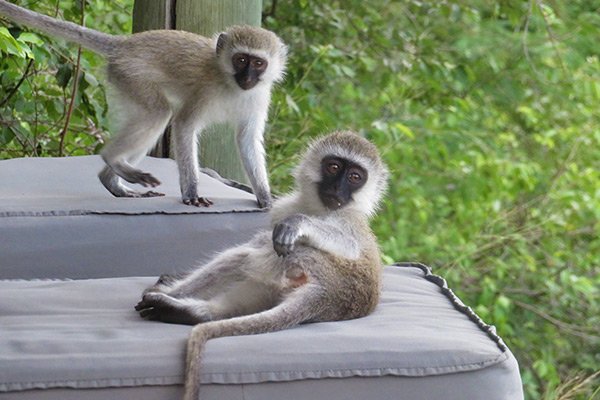 Monkeys lounging