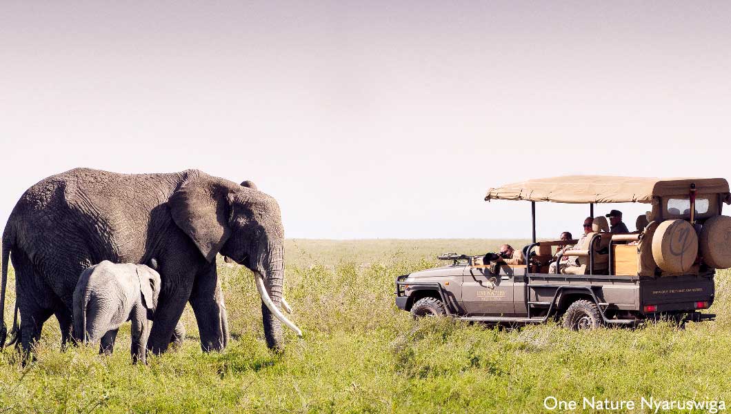 Elephants at Nyaruswiga