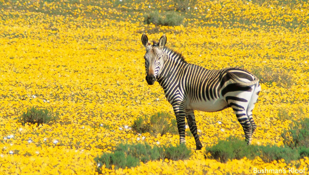 Zebra at Bushmans Kloof