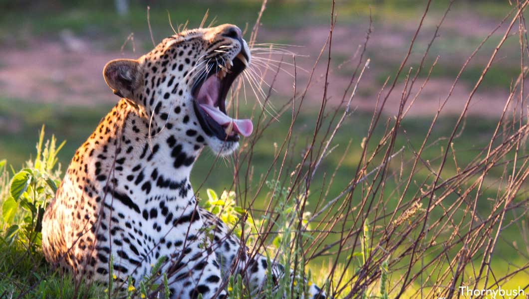 Leopard at Thornybush