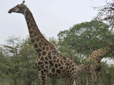 Giraffe at Jackalberry Lodge