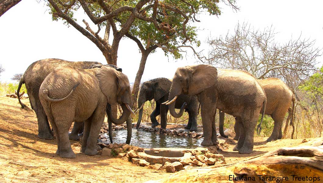 Elephants at a waterhole in Tarangire