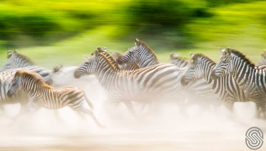 Zebras at Serengeti Serena Lodge