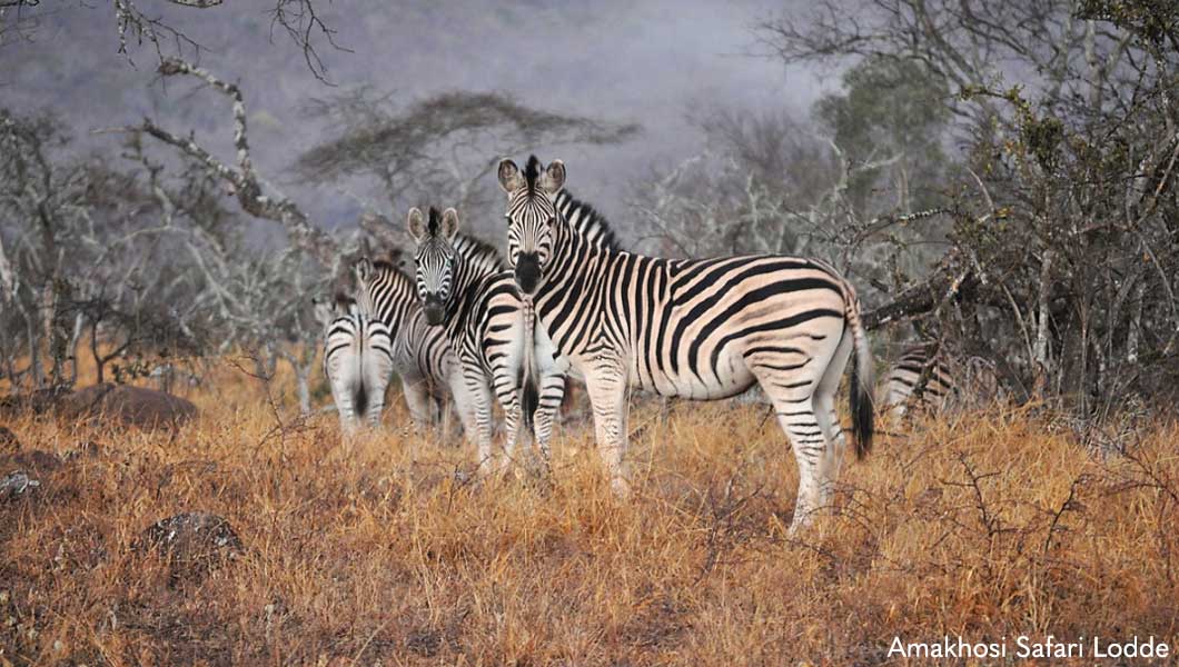 Zebras at Amakhosi Safari Lodge